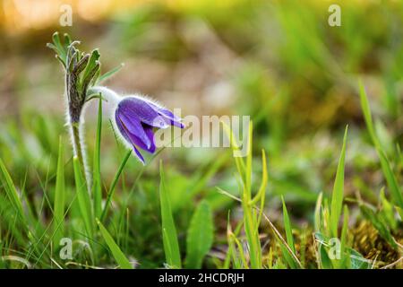 La petite fleur de pasque ou Pulsatilla pratensis (Anemone pratensis) fondée dans les montagnes des Apuseni sur un champ près de Coltesti, Roumanie.Photo prise le Banque D'Images