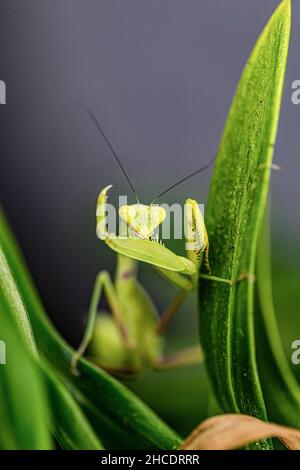 Le mantis vert européen ou Mantis Religiosa toilettant sa première paire de jambes puissante.Photo prise le 28th août 2021 près de Timisoara, Timis Count Banque D'Images