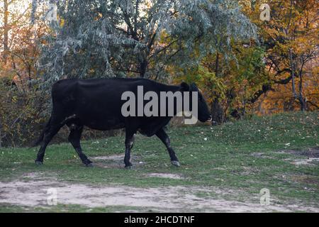 Pasteurs de la vache noire et marche avec des arbres en arrière-plan dans la prairie en forêt en automne.La vie paysanne.Produits naturels.Retour à la nature et Banque D'Images