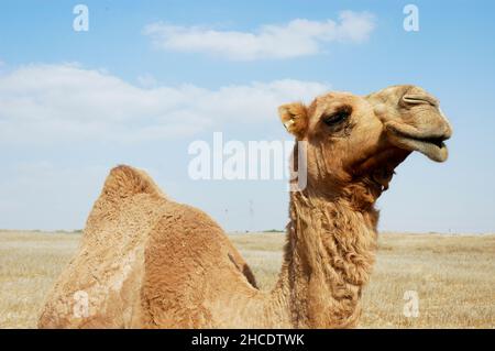 Gros plan d'un dromadaire ou d'un chameau arabe (Camelus dromedarius) photographié dans le désert du Néguev en Israël Banque D'Images