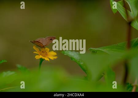 Un papillon brun à la recherche de miel et perché sur une fleur de butterbutter jaune rampante feuillage vert flou arrière-plan, concept de la nature Banque D'Images