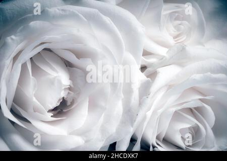 décor romantique aux roses blanches Banque D'Images