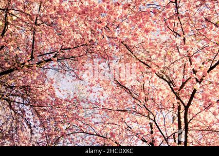 fond floral printanier avec cerisier rose en fleur et dans le ciel Banque D'Images