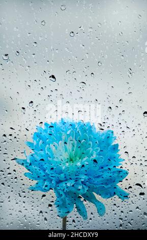 Fleur bleue de chrysanthème derrière un verre avec gouttes d'eau Banque D'Images