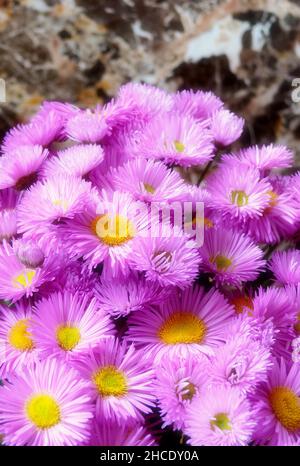 belles fleurs roses - marguerite ou asters - avec de l'eau et des pierres comme le paysage floral de beaitoful romantique Banque D'Images
