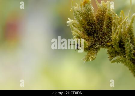 Une guêpe noire à la recherche de nourriture parmi les fleurs jaune pâle de celosia, concept de la nature Banque D'Images