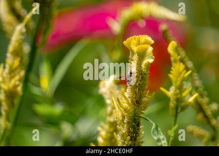 Une guêpe noire à la recherche de nourriture parmi les fleurs jaune pâle de celosia, concept de la nature Banque D'Images