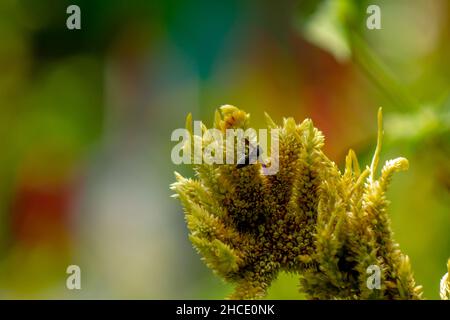 Une guêpe noire à la recherche de nourriture parmi les fleurs jaune pâle de celosia, concept de la nature Banque D'Images