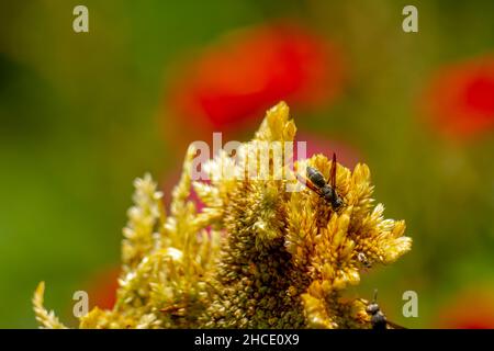 Une guêpe noire à la recherche de nourriture parmi les fleurs jaune pâle de celosia, concept de la nature Banque D'Images