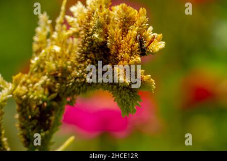 Une guêpe noire à la recherche de nourriture parmi les fleurs jaune pâle de celosia, concept de la nature Banque D'Images