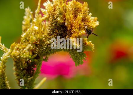 Une guêpe noire à la recherche de nourriture parmi les fleurs jaune pâle de celosia, concept de la nature Banque D'Images