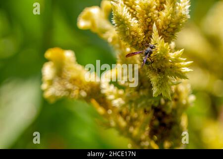 Une guêpe noire à la recherche de nourriture parmi les fleurs jaune pâle de celosia, concept de la nature Banque D'Images