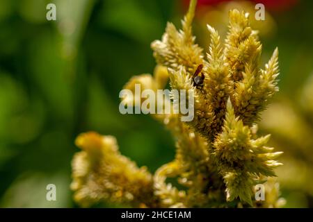 Une guêpe noire à la recherche de nourriture parmi les fleurs jaune pâle de celosia, concept de la nature Banque D'Images