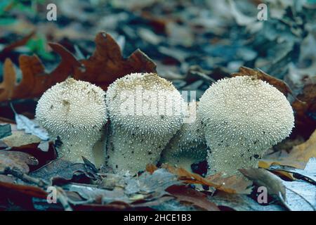 Spécimens de champignon commun, Lycoperdon perlatum, Agaricaceae Banque D'Images