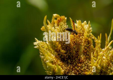 Une guêpe noire à la recherche de nourriture parmi les fleurs jaune pâle de celosia, concept de la nature Banque D'Images