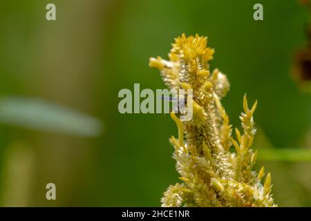 Une guêpe noire à la recherche de nourriture parmi les fleurs jaune pâle de celosia, concept de la nature Banque D'Images