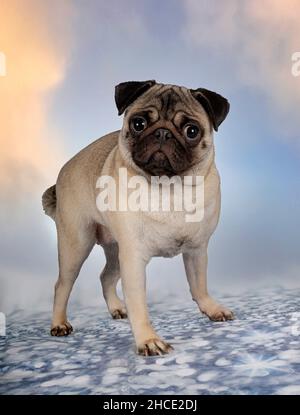 jeune pug sur fond bleu Banque D'Images