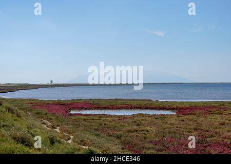 Champ avec salicornia rouge plante tolérantes au sel. (Saltwort Salicornia sp.) poussant dans un sol avec une forte teneur en sel. Cette plante est de plus en plus e Banque D'Images