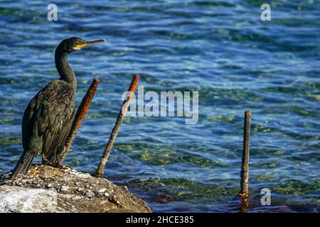 European shag shag ou conjoint (Phalacrocorax aristotelis) est une espèce de cormoran. Elle se reproduit autour de la côtes rocheuses de l'ouest et du sud de l'Europe, Banque D'Images