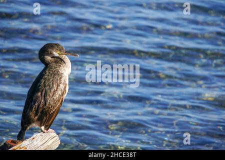 European shag shag ou conjoint (Phalacrocorax aristotelis) est une espèce de cormoran. Elle se reproduit autour de la côtes rocheuses de l'ouest et du sud de l'Europe, Banque D'Images