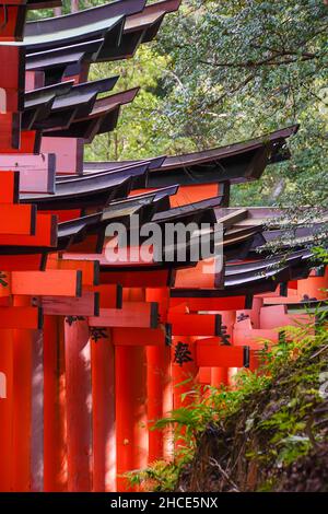 Le Japon, Kyoto, Tori rouge porte à Fushimi Inari Taisha est le chef de culte du dieu Inari, situé dans le quartier de Fushimi, à Kyoto, au Japon. Le sanctuaire se trouve à t Banque D'Images