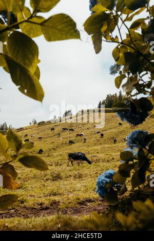 Vue pittoresque sur la pente herbeuse avec arbres et troupeau de vaches en pâturage sous ciel nuageux en campagne Banque D'Images