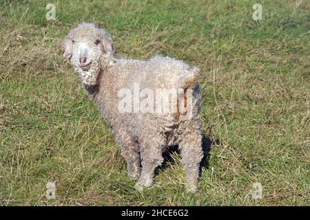 CHÈVRE ANGORA Banque D'Images