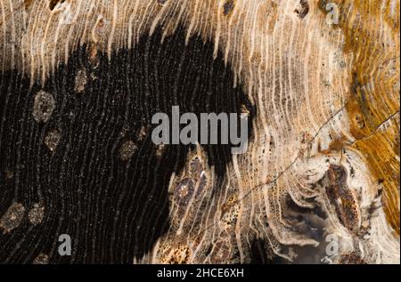 Surface intérieure découpée et polie d'un morceau de bois pétrifié (Schinolylon sp.) de la formation de Green River à Eden Valley, Wyoming; Eocène (50 mi Banque D'Images
