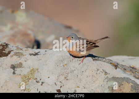 Un mâle adulte de Cretzschmar bunting (Emberiza caesia) perché sur un rocher de l'île grecque de Lesvos au printemps Banque D'Images