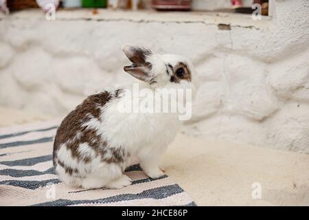 Un joli petit lapin blanc et gris décoratif Banque D'Images
