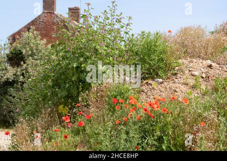 Coquelicot (Papaver rhoeas), floraison avec d'autres plantes annuelles autosemées, Nettles, Urtica dioica, Sow-Thistle, parmi la brique et le mortier RU du constructeur Banque D'Images