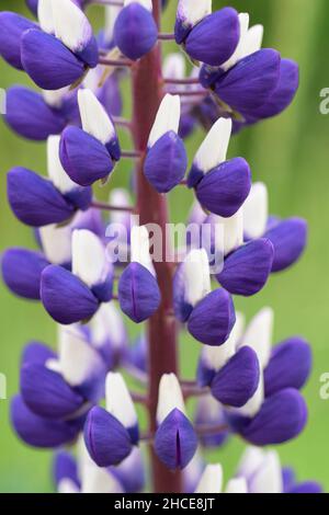 fleurs lupin pourpres et blanches Banque D'Images