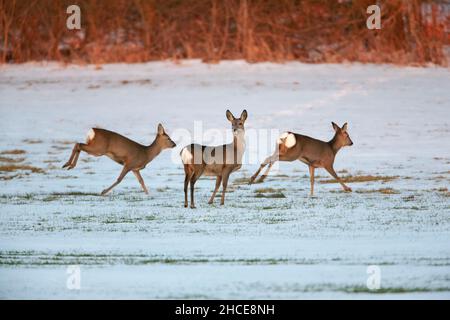 Roe Deer (Capranolus capranolus) trois sur les champs enneigés Basse-Saxe Allemagne Banque D'Images