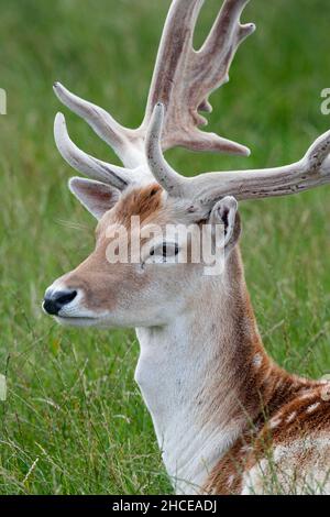 Cervus dama daims mâles dans velvet Banque D'Images