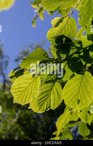 Tilleul (Tilia sp.), feuilles, rétroéclairées par la lumière du soleil d'été.Vue ci-dessous montrant les veines, les formes, le chevauchement créant un motif, translucide. Banque D'Images