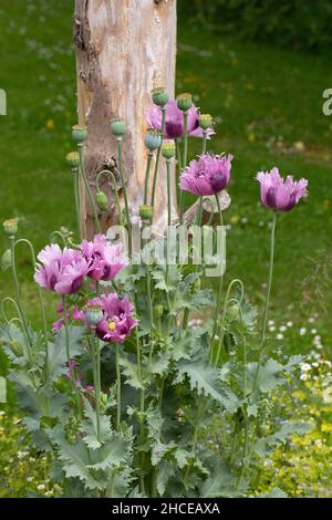 Pavot à opium (Papaver somniferum).Jardin cultivé évasion, largement cultivé Europe centrale, ostentatoire grand, fleurs, en font une plante ornementale populaire, comme Banque D'Images