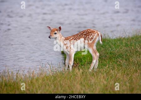 Daims Cervus dama Fawn Banque D'Images