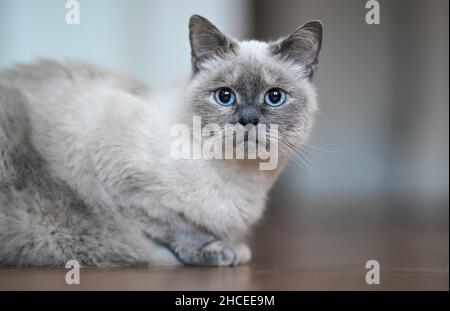 Chat gris plus ancien avec des yeux bleus, posé sur parquet, gros plan faible profondeur de champ photo Banque D'Images