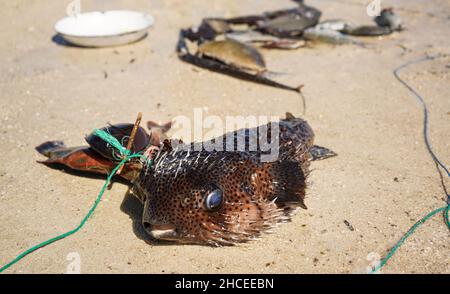 Pufferfish fraîchement pêché sur la plage rocheuse, plus de poissons pêchent en arrière-plan Banque D'Images