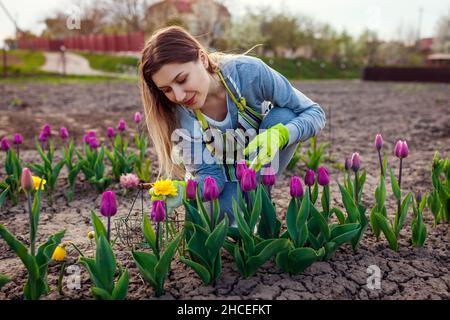 Jardinier cueillant des tulipes fraîches dans le jardin de printemps. Une jeune femme coupe des fleurs avec un sécateur pour les mettre dans le panier Banque D'Images