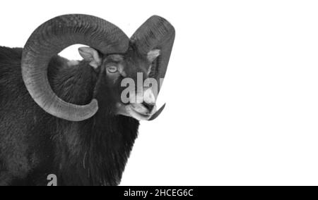 Mouflon rond de Big Horn isolé sur le fond blanc Banque D'Images