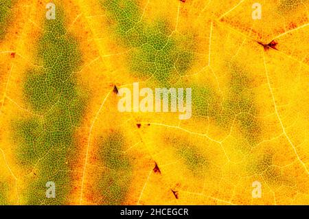 Gros plan de la feuille d'érable montrant des veines.Couleurs d'automne, texture d'arrière-plan abstraite. Banque D'Images