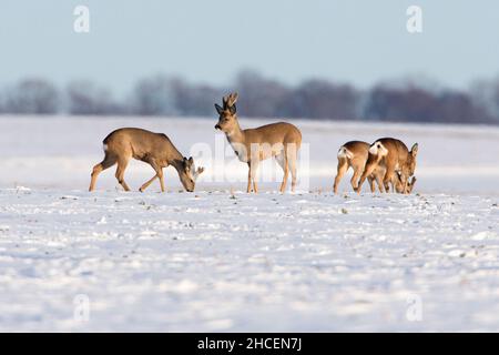 Cerf de Virginie (Capranolus capranolus) un groupe se nourrissant sur un champ couvert de neige, Basse-Saxe, Allemagne Banque D'Images