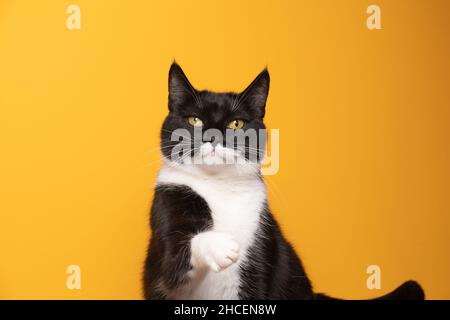 paw de haut chat noir et blanc ludique regardant l'appareil photo sur fond jaune avec espace de copie Banque D'Images