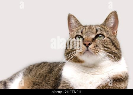 Shorthair domestique tabby chat couché devant le fond gris et regardant vers le haut.Placer pour le texte.Mise au point sélective. Banque D'Images