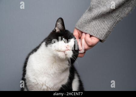 chat noir et blanc handicapé secouru se faisant caresser par la main humaine sur fond gris Banque D'Images