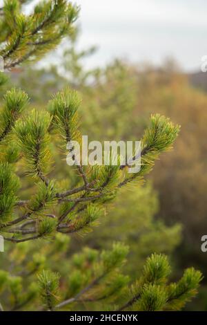 Plan vertical de branches de sapin dans une forêt Banque D'Images