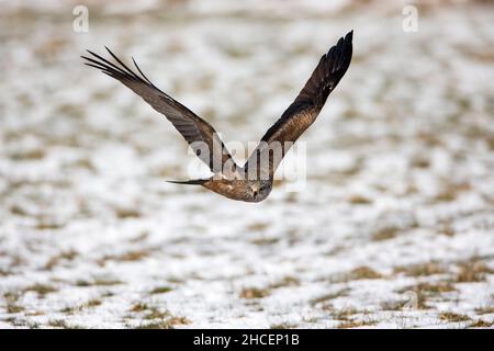 Black Kite, (Milvus migrans) en vol sur un terrain enneigé, Basse-Saxe, Allemagne Banque D'Images