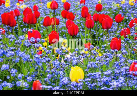 Lit de fleurs coloré de tulipes, pansies et oublis-me-nots au printemps. Banque D'Images