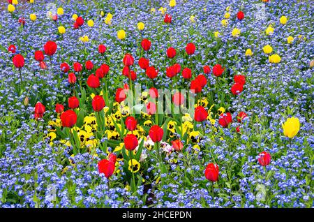 Lit de fleurs coloré de tulipes, pansies et oublis-me-nots au printemps. Banque D'Images